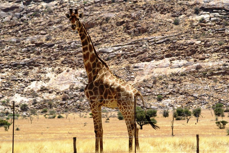 nab (513).jpg - Die erste Giraffe                     